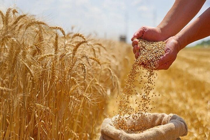 پرداخت مطالبات گندم کاران؛ ۴۰ همت پرداخت شد اما بخش عمده باقی مانده است