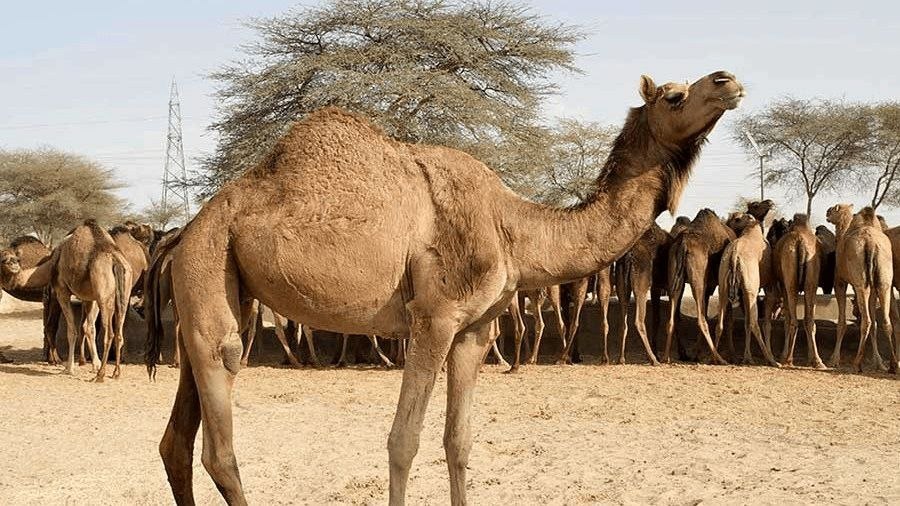 تولید سالانه ۲۵۰۰ تن شیر شتر در گلستان؛ پرورش شتر ترکمن در مسیر توسعه