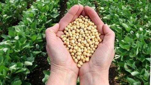 تأمین ۱۵ هزار تن کود اوره برای کشاورزان گلستان در کشت بهاره