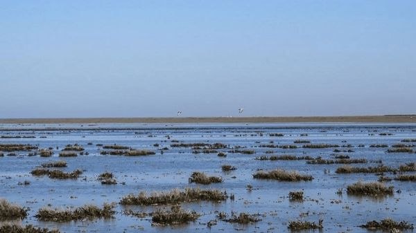 طرح احیای تالاب گمیشان بدون تشکیل پرونده قضایی اجرا شد