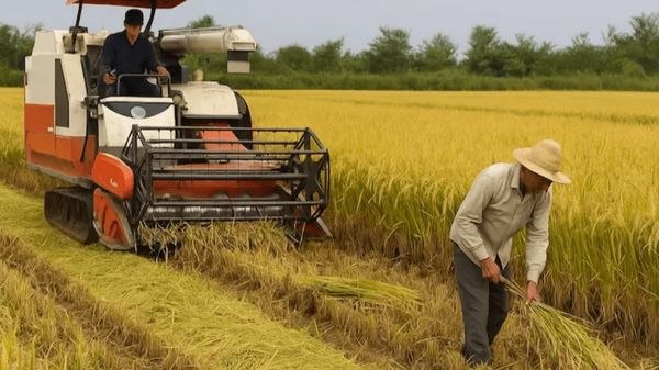 آغاز طرح معاینه فنی کمباین‌های برنج در گلستان برای کاهش ضایعات