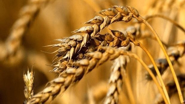 ۴۷ درصد مطالبات گندم‌کاران گلستان پرداخت شد