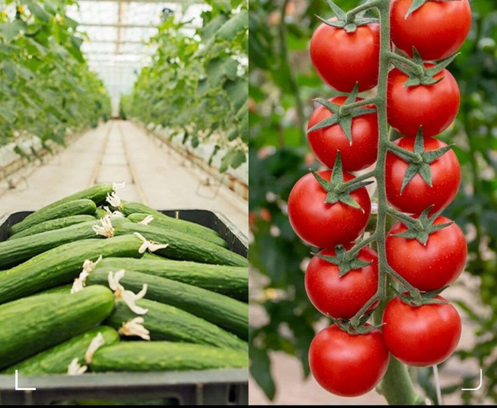 شناسنامه برای خیار و گوجه گلخانه‌ای صادر می‌شود